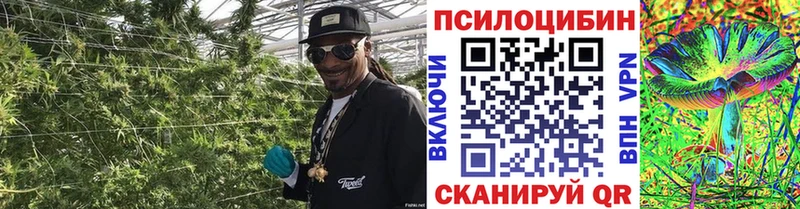 закладка  Гаврилов-Ям  Псилоцибиновые грибы Psilocybine cubensis 